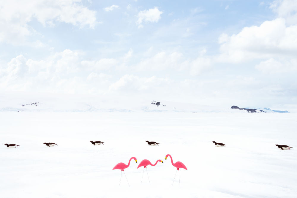 Photography by Gray Malin of Flamingos and Penguins II, Antarctica