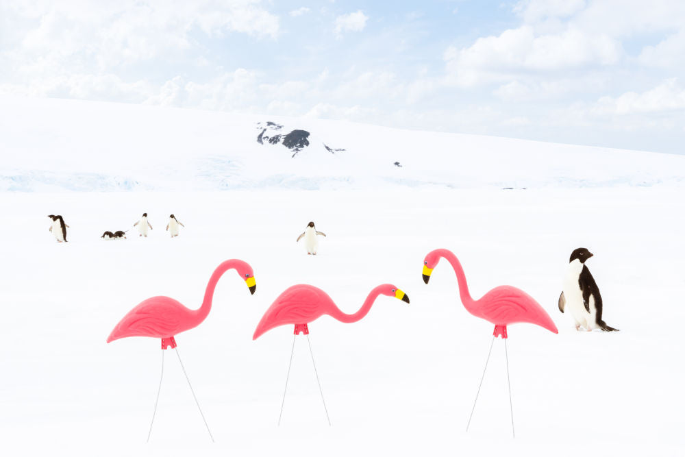 Photography by Gray Malin of Flamingos and Penguins, Antarctica