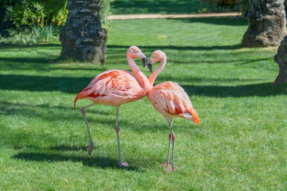 Photography by Gray Malin of Love Birds