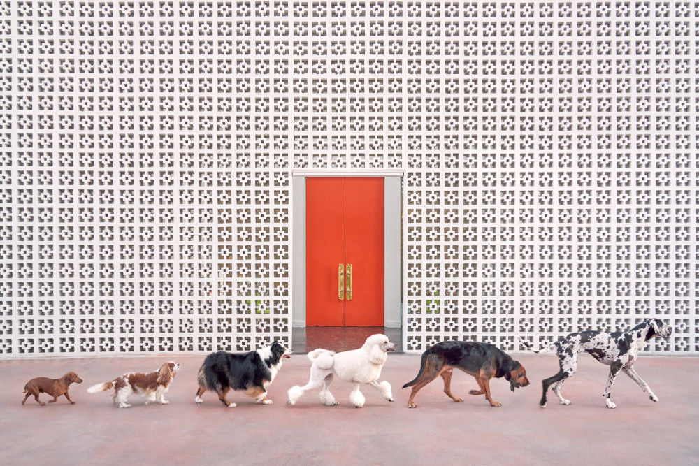 Photography by Gray Malin of Parker Parade, Parker Palm Springs