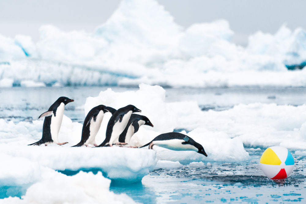 Photography by Gray Malin of Penguin Dive, Antarctica