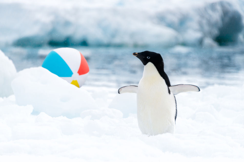 Photography by Gray Malin of Penguin and Beach Ball, Antarctica