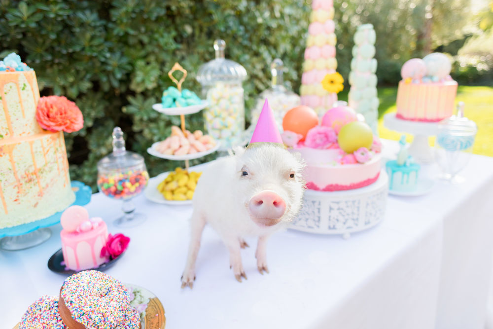 Photography by Gray Malin of Picnic Party II