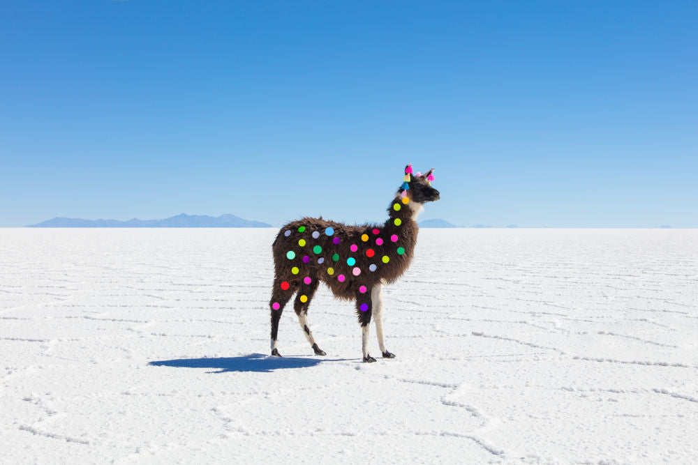 Photography by Gray Malin of Polka Dot Llama II