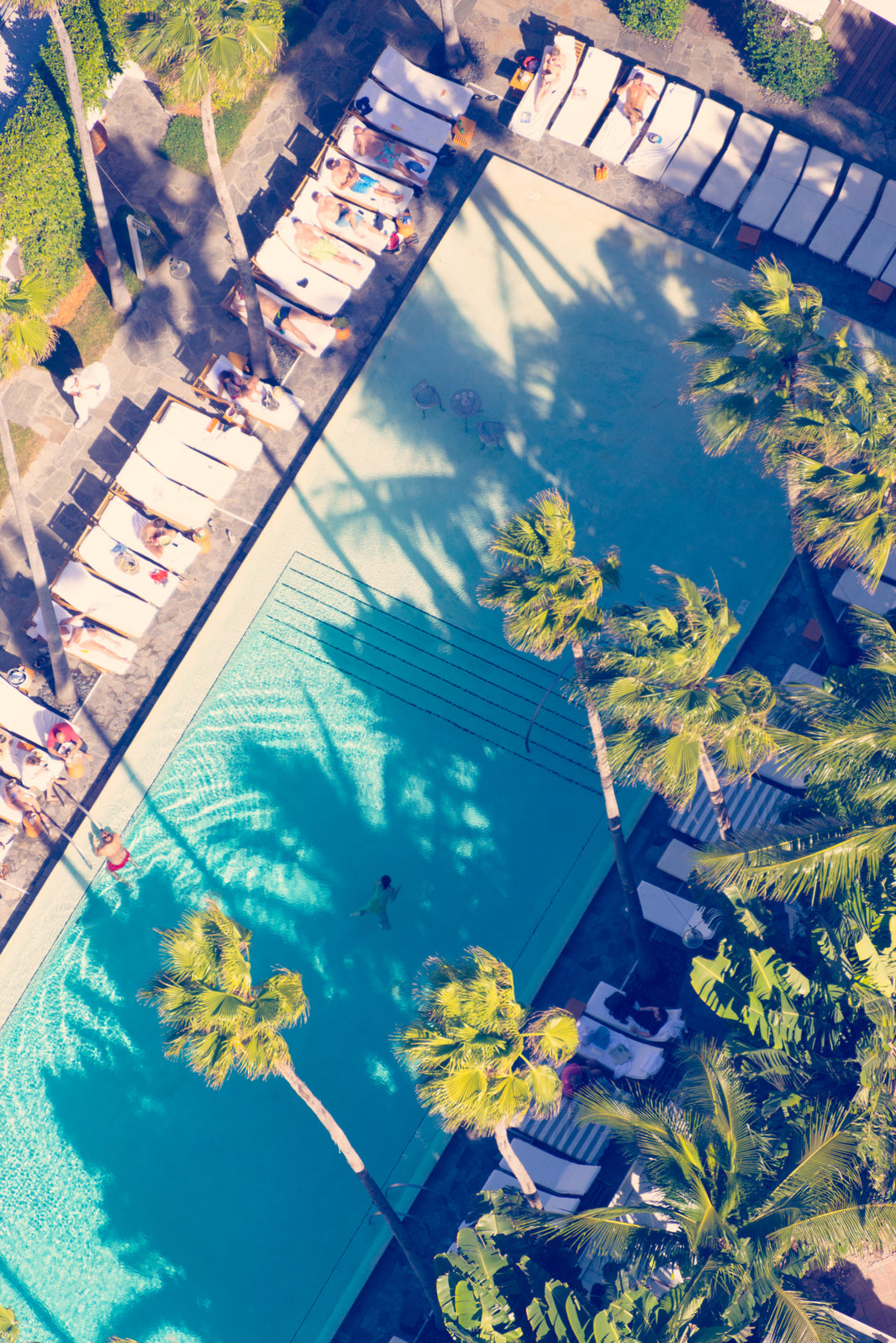 Photography by Gray Malin of Poolside Palm Trees