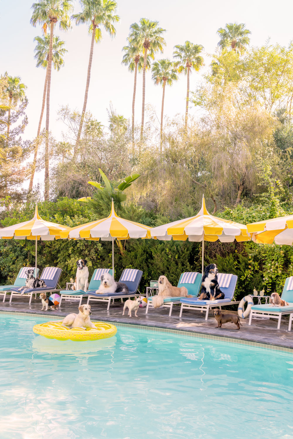Photography by Gray Malin of Poolside Pups Vertical, Parker Palm Springs