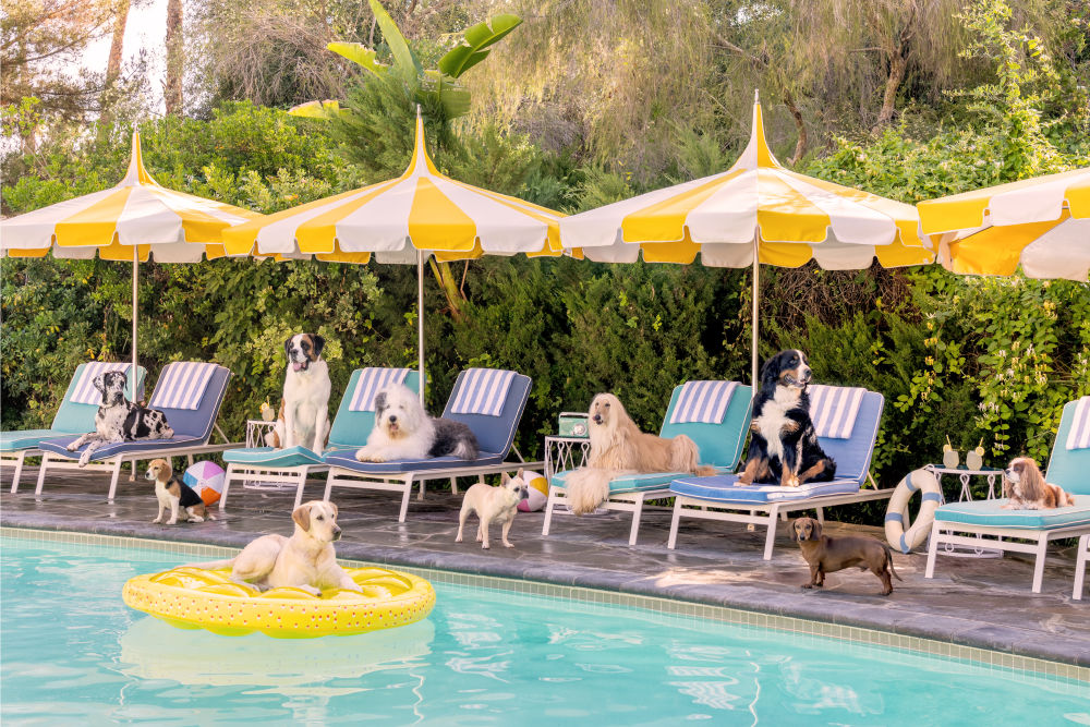 Photography by Gray Malin of Poolside Pups, Parker Palm Springs