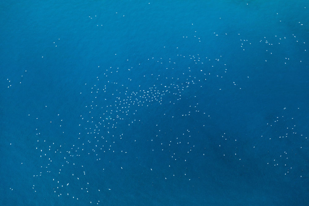 Photography by Gray Malin of Seabirds, Great Barrier Reef