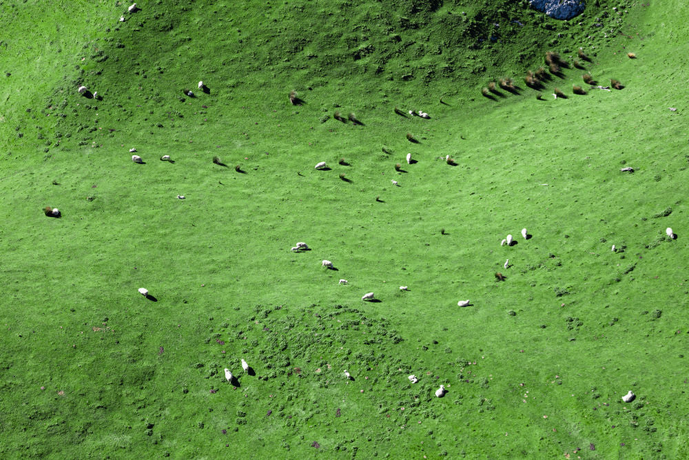 Photography by Gray Malin of Sheep Field, Marlborough, New Zealand