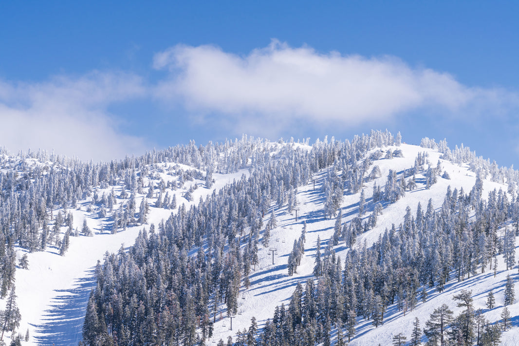 Photography by Gray Malin of Snow Covered Trees, Lake Tahoe