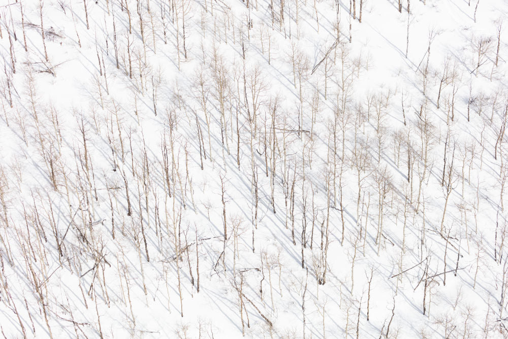 Photography by Gray Malin of Snowy Birch Trees