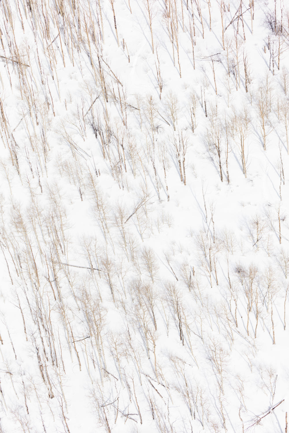 Photography by Gray Malin of Snowy Birch Trees, Vertical