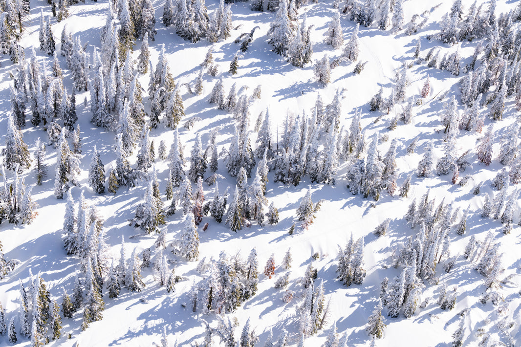 Photography by Gray Malin of Snowy Pines, Lake Tahoe