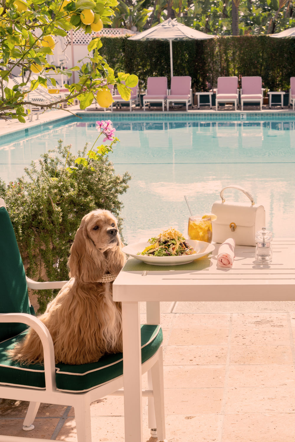 Photography by Gray Malin of The Cocker Spaniel, The Beverly Hills Hotel