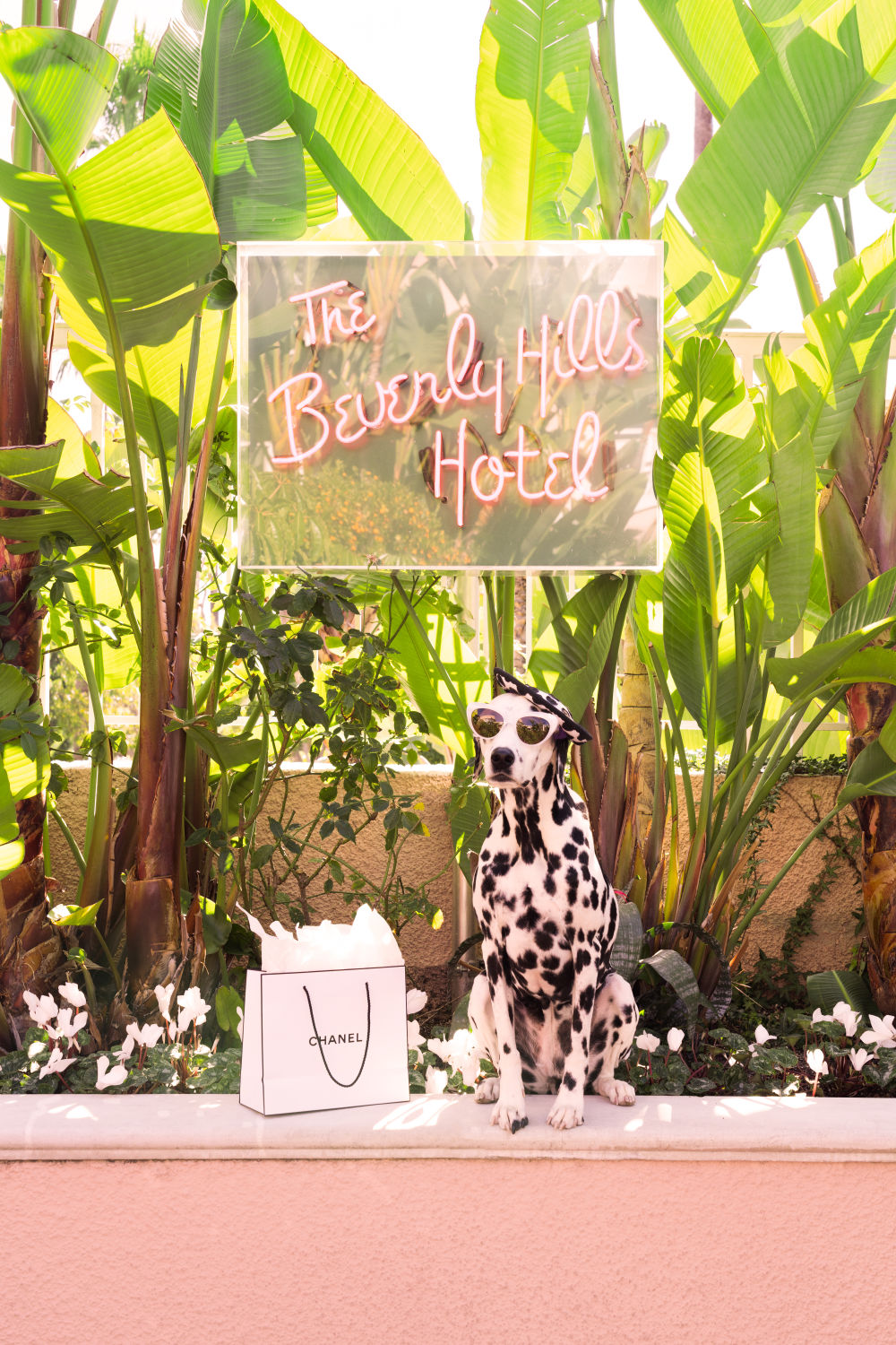 Photography by Gray Malin of The Dalmatian, The Beverly Hills Hotel