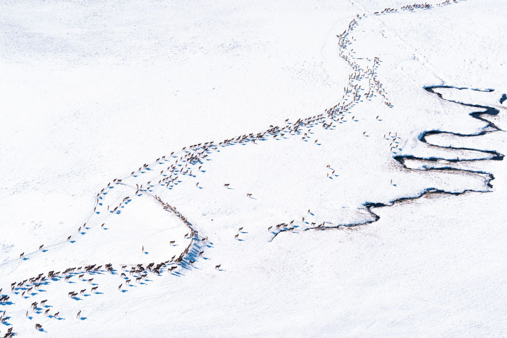 Photography by Gray Malin of The Elk Refuge, Jackson Hole