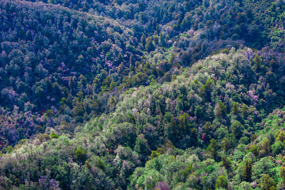 Photography by Gray Malin of The Forest, New Zealand