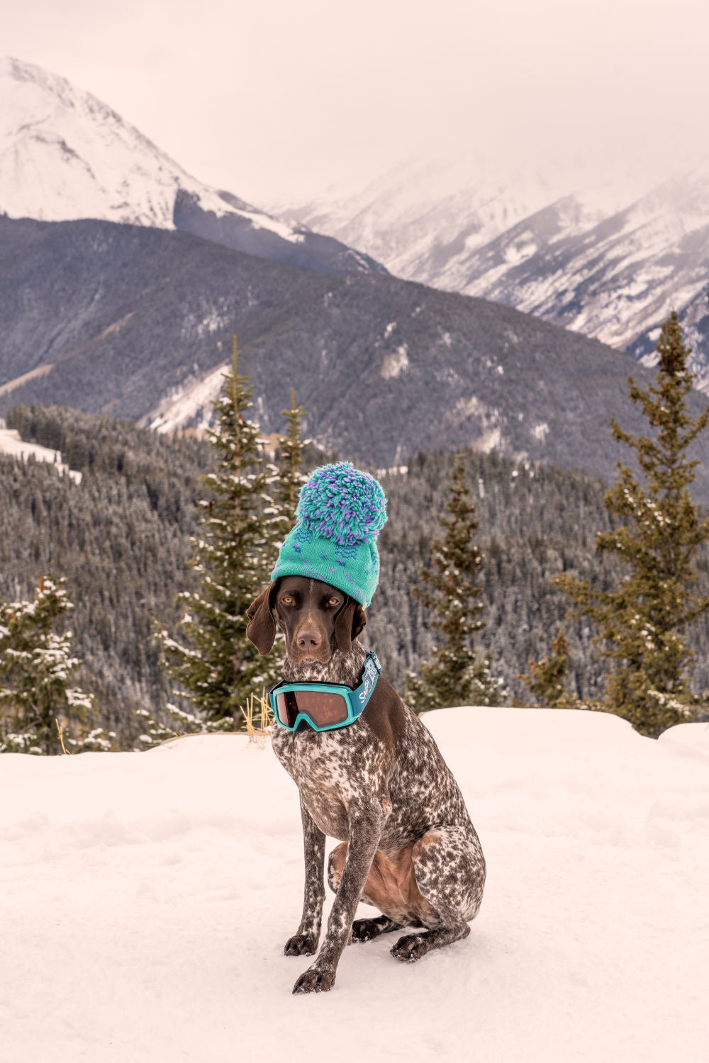 Photography by Gray Malin of The German Shorthaired Pointer, Aspen
