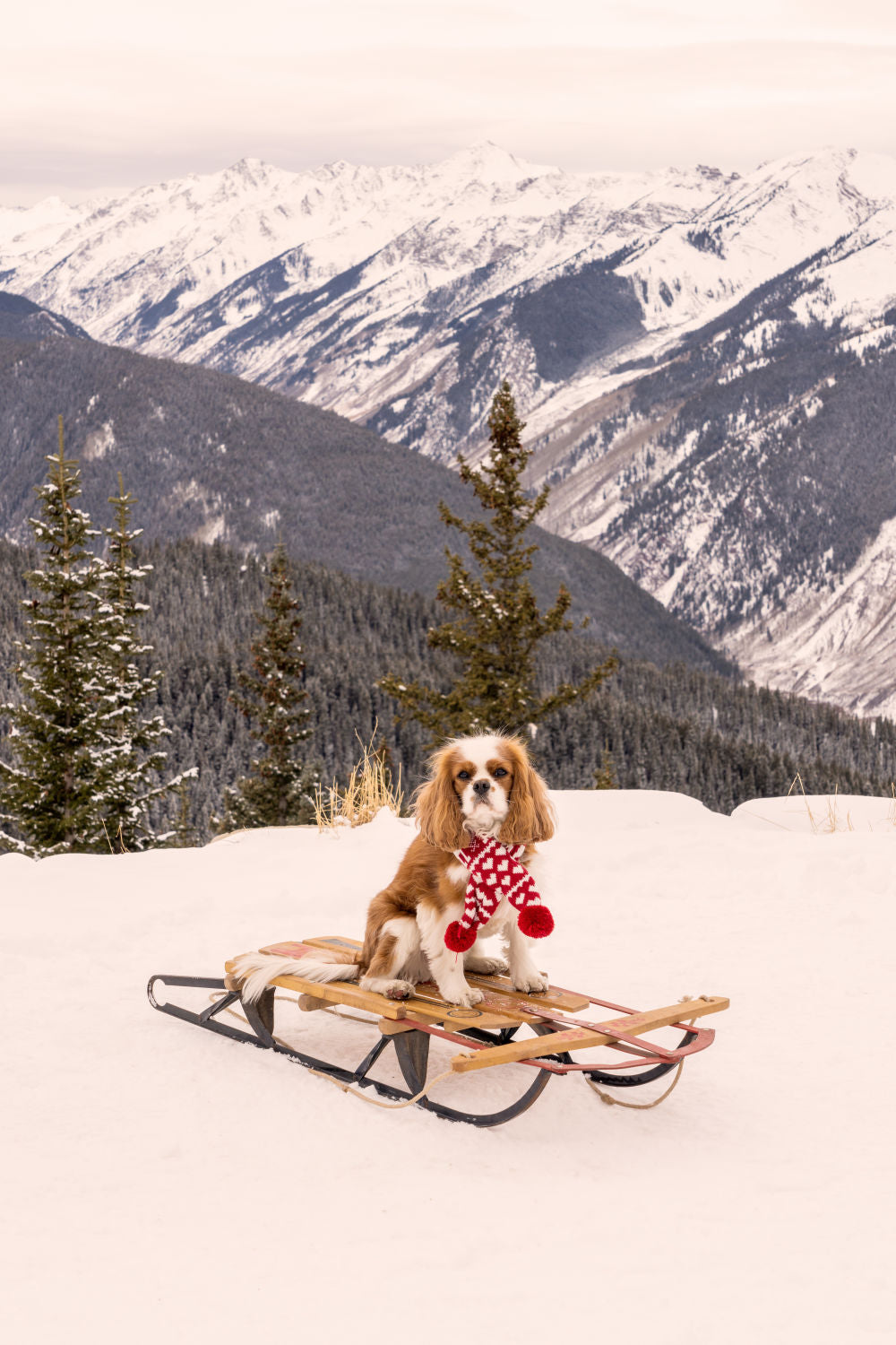 Photography by Gray Malin of The King Charles Cavalier, Aspen