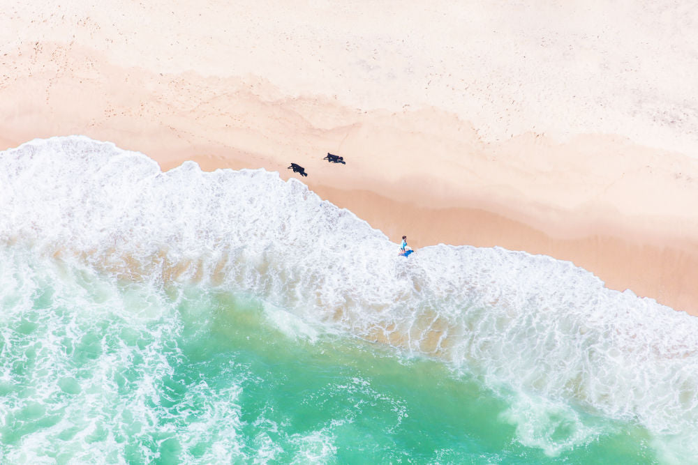 The Labradoodles, Nantucket