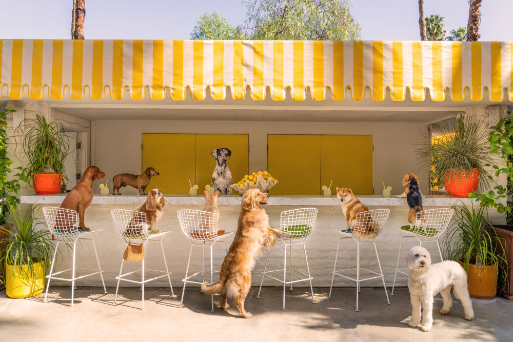 Photography by Gray Malin of The Lemonade Stand, Parker Palm Springs