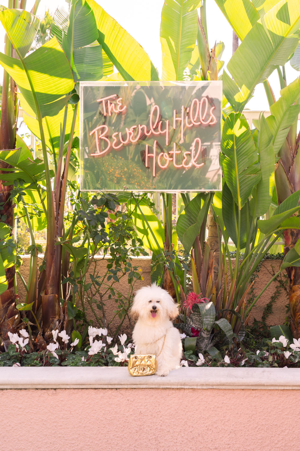 Photography by Gray Malin of The Toy Poodle, The Beverly Hills Hotel