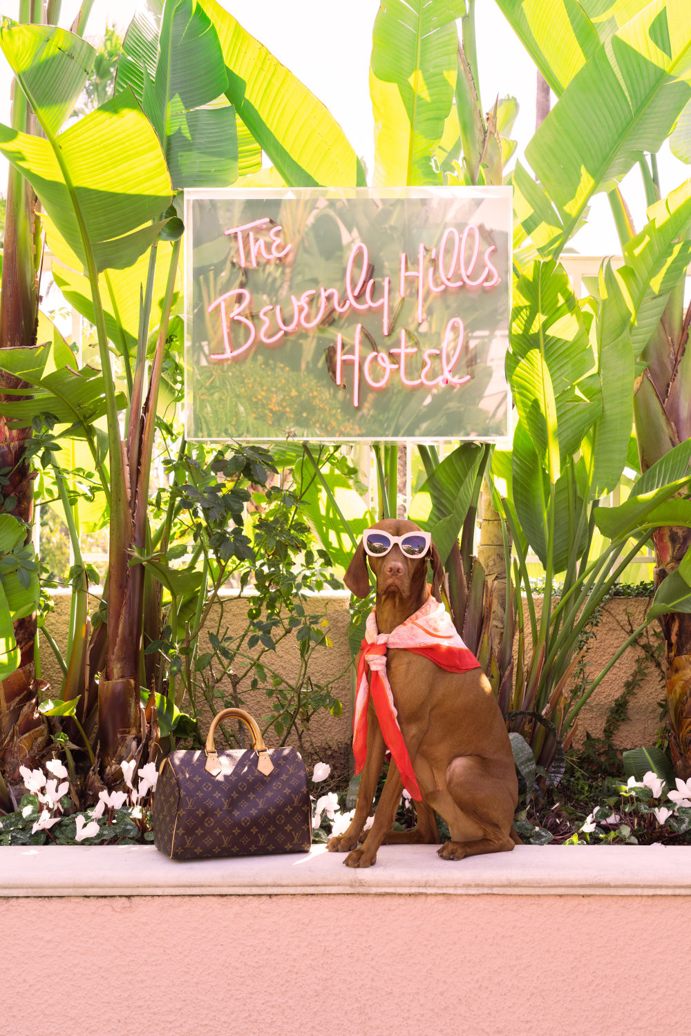 Photography by Gray Malin of The Vizsla, The Beverly Hills Hotel