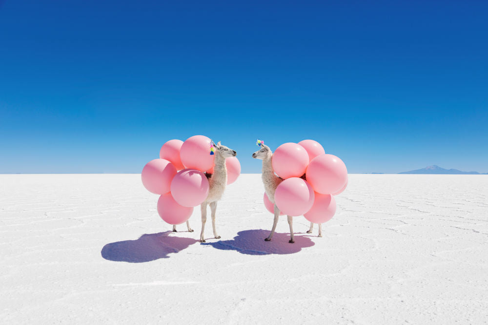 Photography by Gray Malin of Two Llamas with Pink Balloons