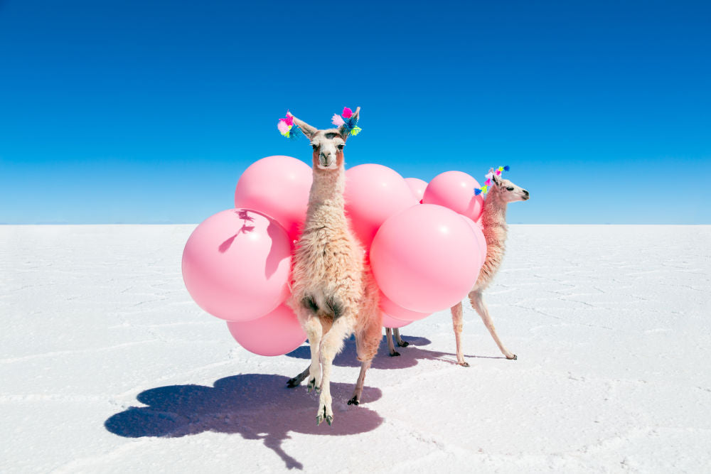 Photography by Gray Malin of Two Llamas with Pink Balloons III