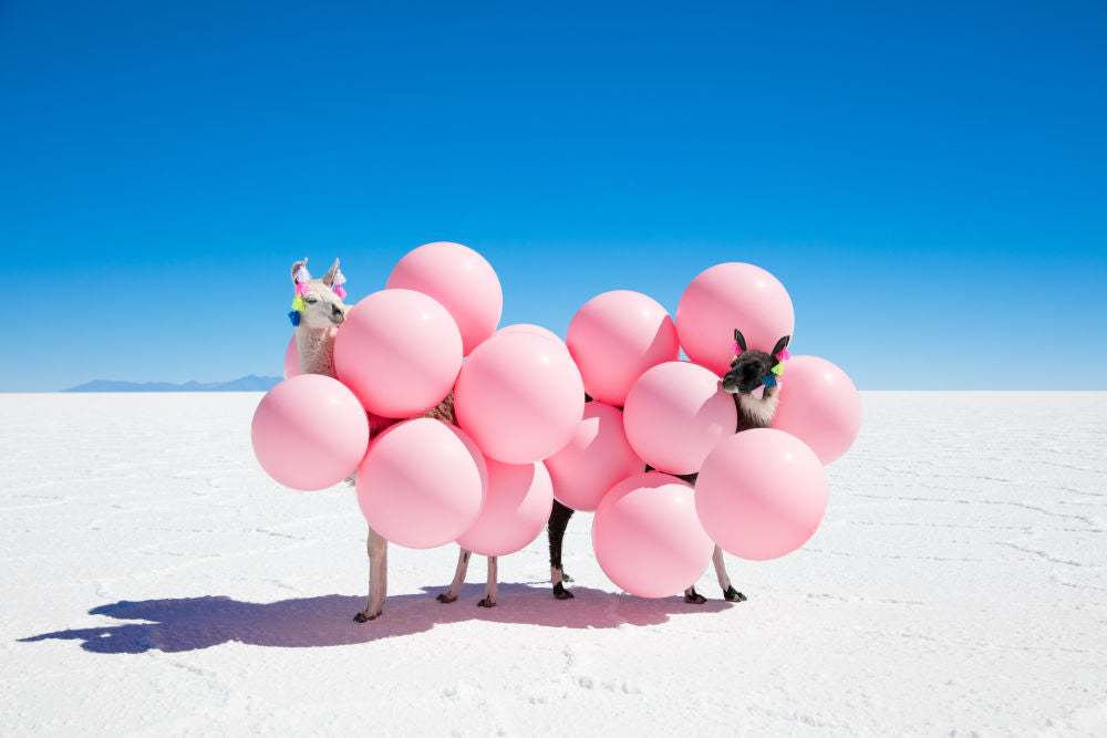 Photography by Gray Malin of Two Llamas with Pink Balloons II