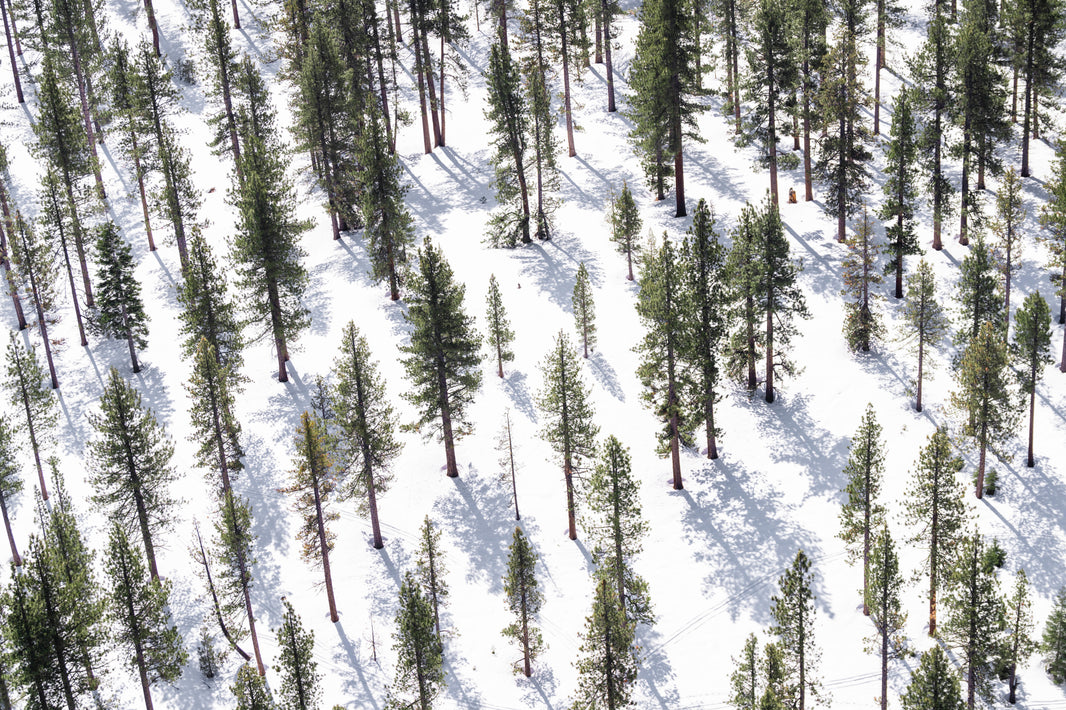 Photography by Gray Malin of Winter Trees, Lake Tahoe