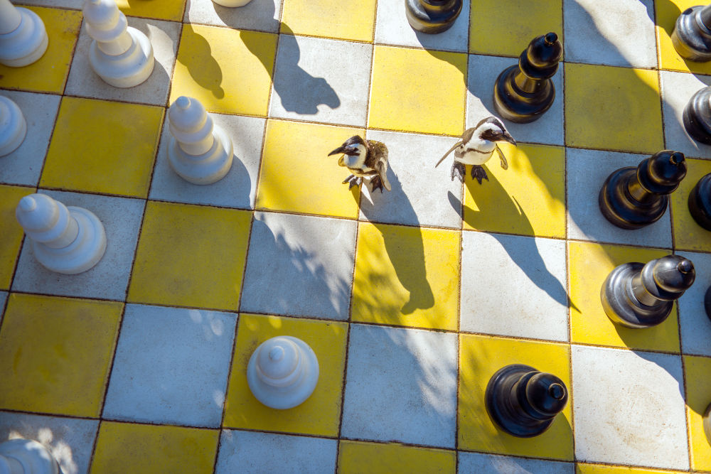 Photography by Gray Malin of Check Mate