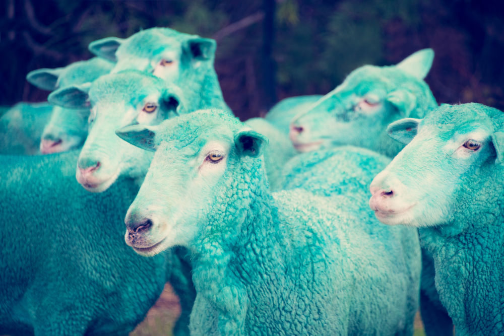 Photography by Gray Malin of Cyan Sheep