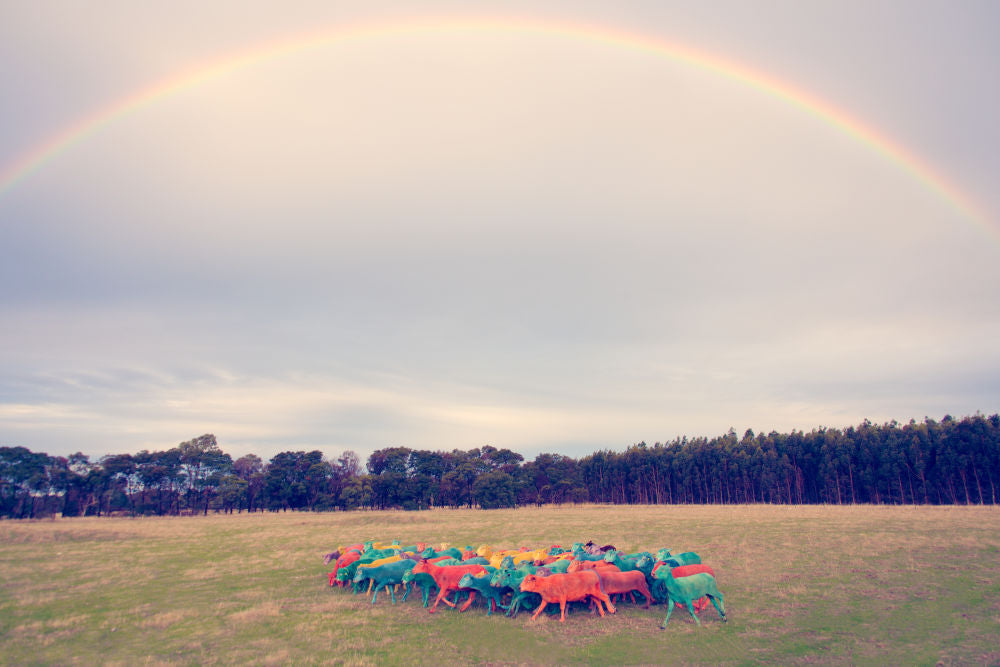 Photography by Gray Malin of Double Rainbow