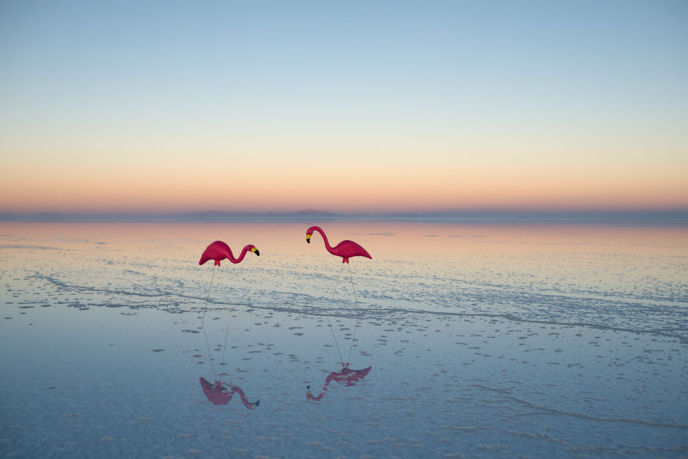 Photography by Gray Malin of Flamingos