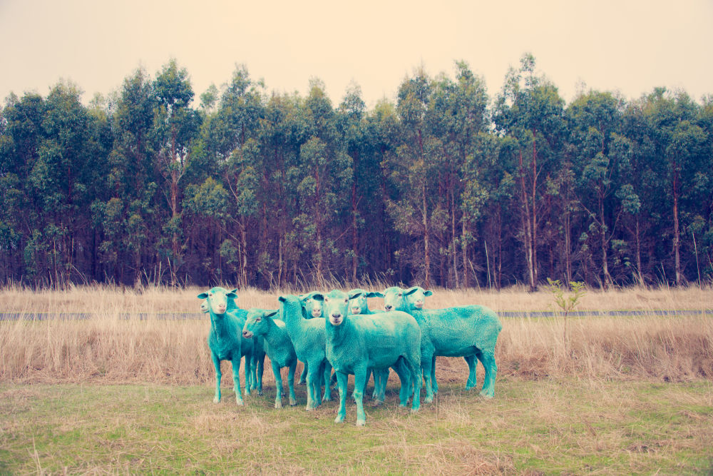 Photography by Gray Malin of Green Sheep