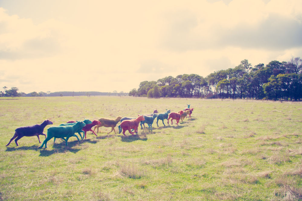 Photography by Gray Malin of In the Field II