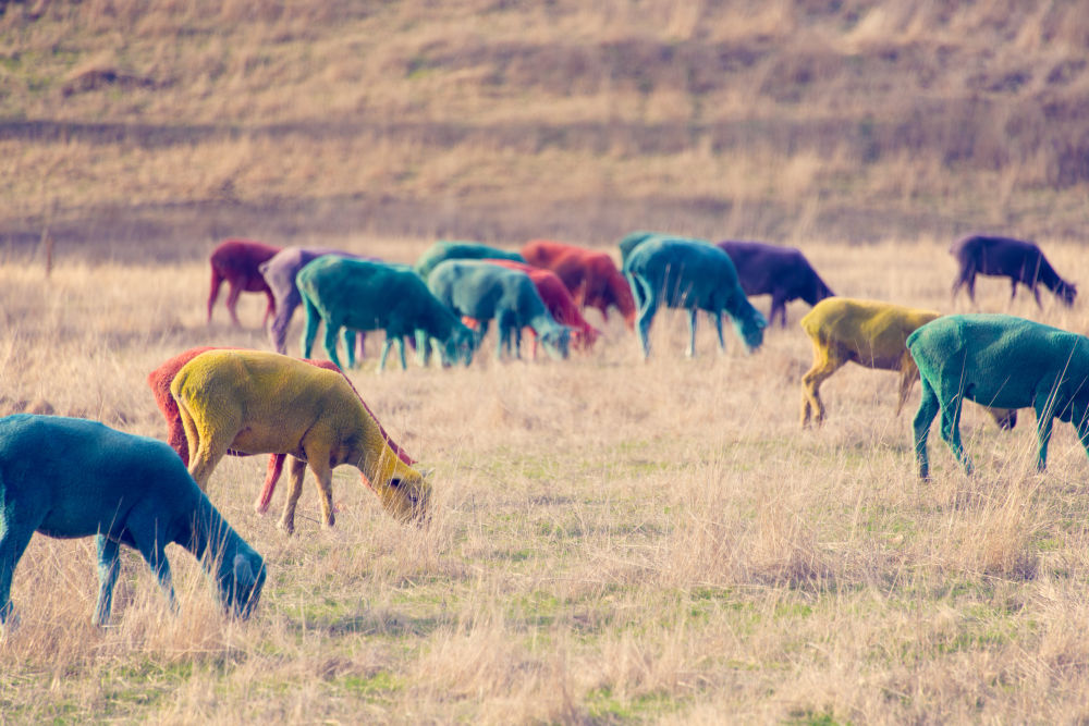Photography by Gray Malin of In the Field III