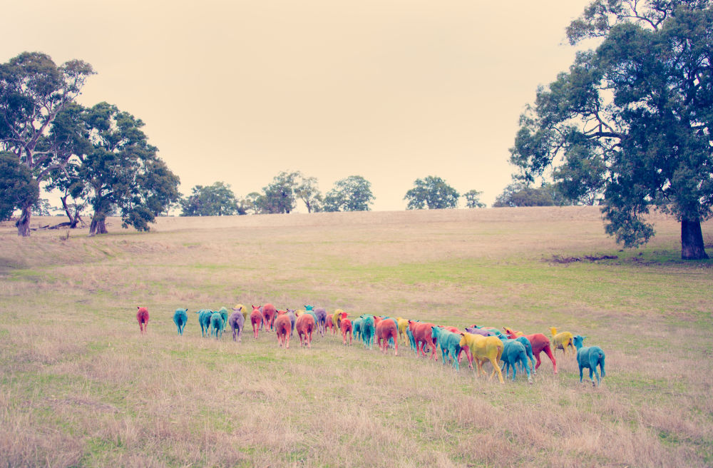 Photography by Gray Malin of In the Field