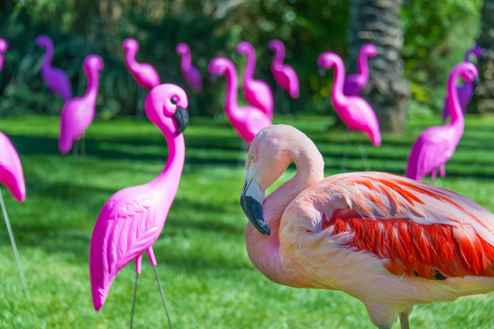 Photography by Gray Malin of Lawn Flamingo