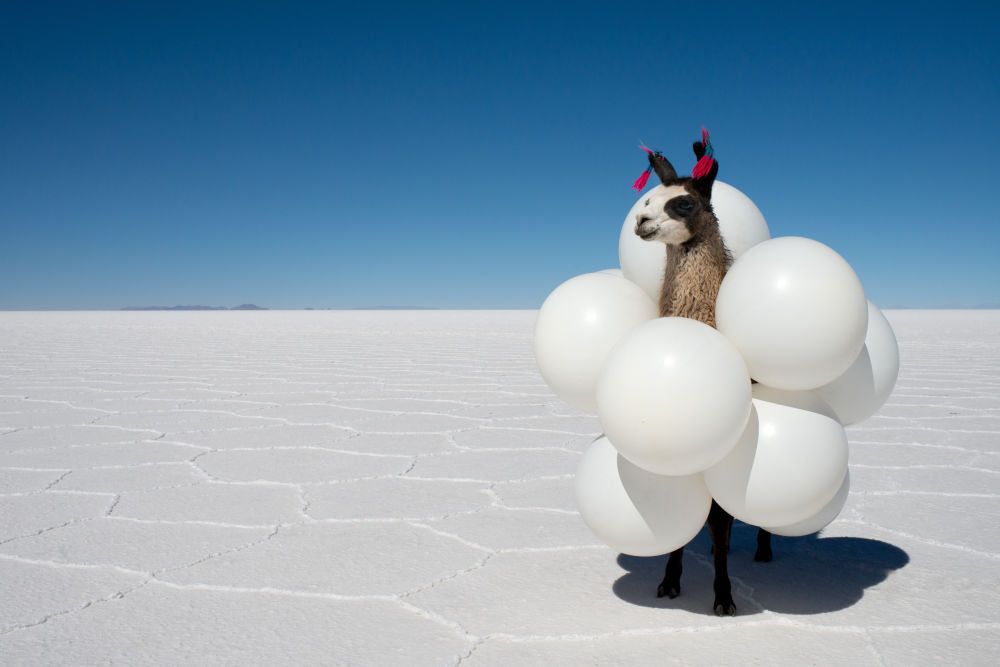 Photography by Gray Malin of Llamas White Balloons