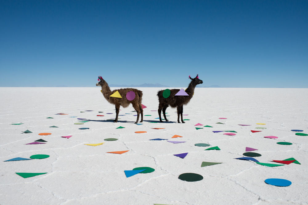 Photography by Gray Malin of Llamas and Shapes