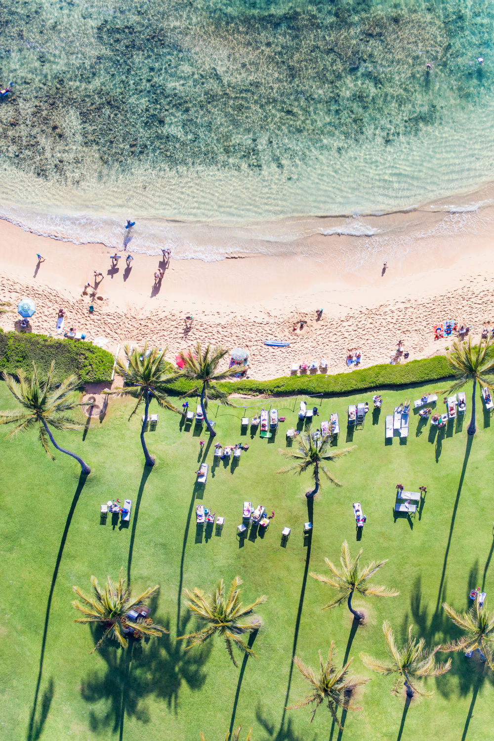 Photography by Gray Malin of Palm Trees, Kauai