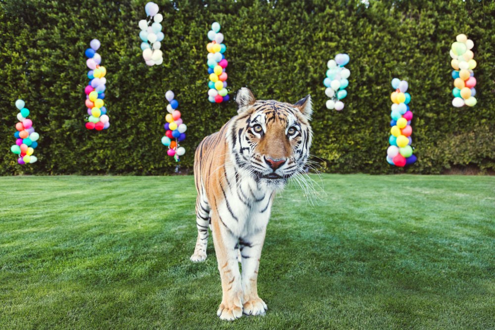 Photography by Gray Malin of Party Animal