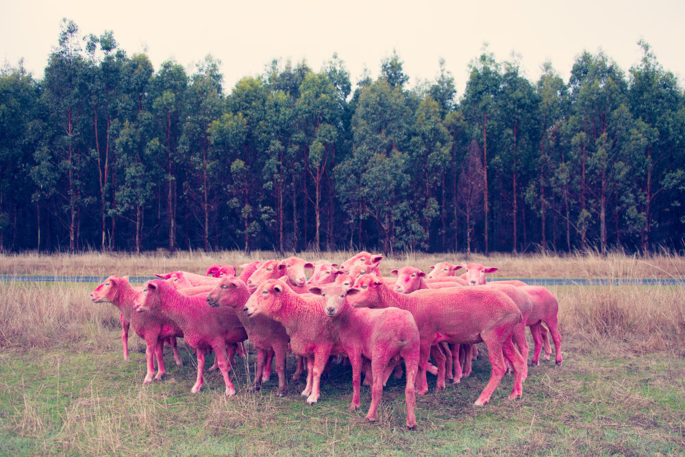 Photography by Gray Malin of Pink Sheep
