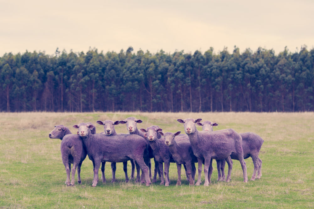Photography by Gray Malin of Purple Sheep