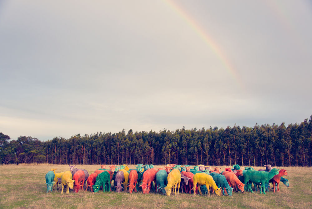 Photography by Gray Malin of Rainbow Sheep I