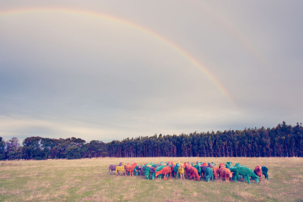 Photography by Gray Malin of Rainbow Sheep II