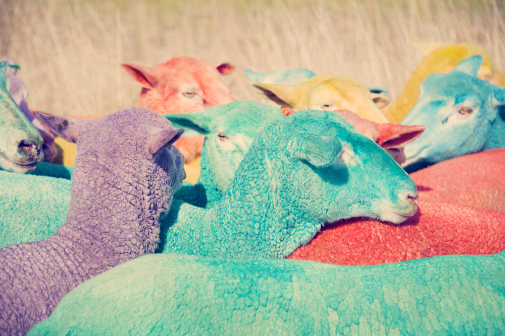 Photography by Gray Malin of Rainbow Sheep III