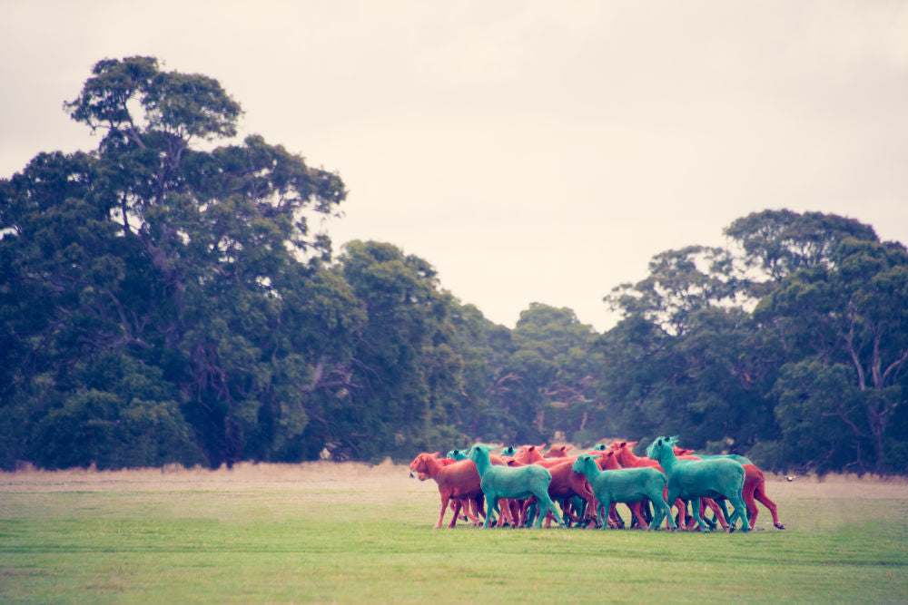 Photography by Gray Malin of Red and Green Sheep